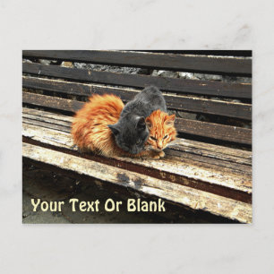 Catnap-Süssen Postkarte