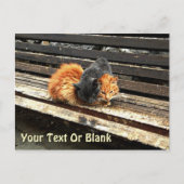 Catnap-Süssen Postkarte (Vorderseite)