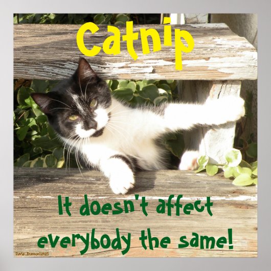 "Catnip", cats, funny, humor, cute, gift Poster (Vorne)