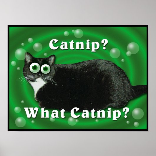 Catnip Kitty Poster (Vorne)