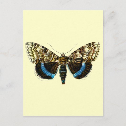 Catocala fraxini postkarte (Vorderseite)