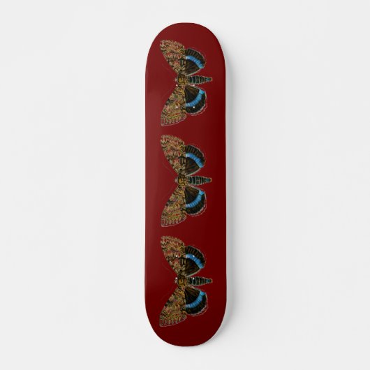 Catocala fraxini skateboard (Vorne)
