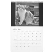 Cats and kitten kalender (Mär 2027)