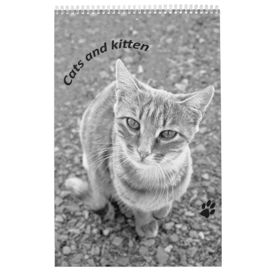 Cats and kitten kalender (Titelbild)
