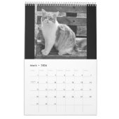 Cats and kitten kalender (Mär 2026)
