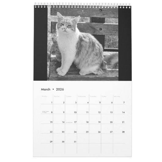 Cats and kitten kalender (Mär 2026)