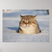 cats_and_verschnee7 poster (Vorne)