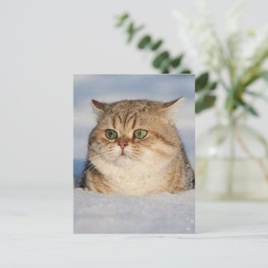 cats_and_verschnee7 postkarte (Stehend Vorderseite)