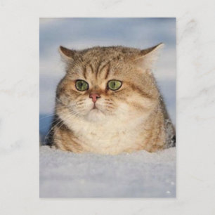 cats_and_verschnee7 postkarte