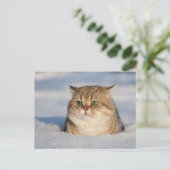 cats_and_verschnee7 postkarte (Stehend Vorderseite)