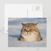 cats_and_verschnee7 postkarte (Vorne/Hinten)