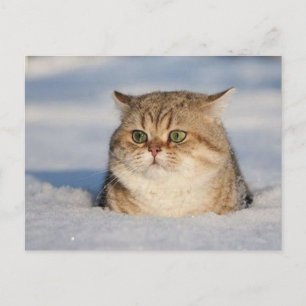 cats_and_verschnee7 postkarte
