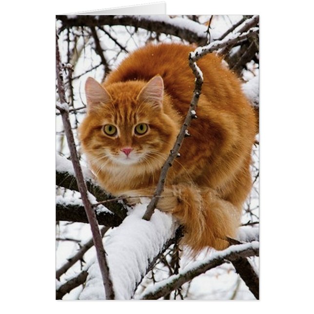 cats_and_verschnee_ (14) (Vorne)