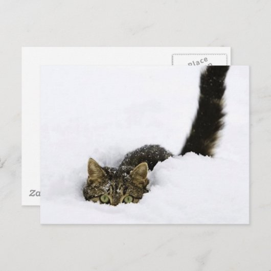 cats_and_verschnee_ (4) postkarte (Vorne/Hinten)