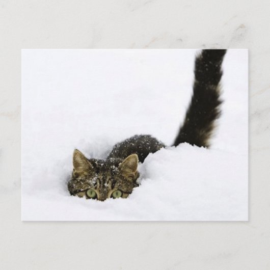 cats_and_verschnee_ (4) postkarte (Vorderseite)