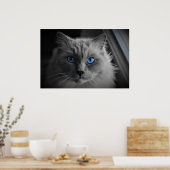 Cat's Eyes, Wall Art Poster (Küche)