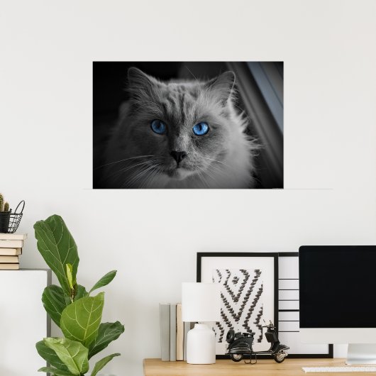 Cat's Eyes, Wall Art Poster (Heimbüro)