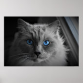 Cat's Eyes, Wall Art Poster (Vorne)