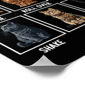 Cats Funny Cat Tricks Poster (Ecke)