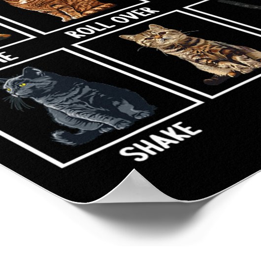 Cats Funny Cat Tricks Poster (Ecke)