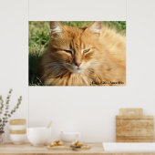 Cat's life - Amarillo Schlafen Poster (Küche)