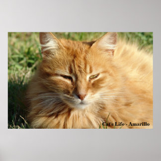 Cat's life - Amarillo Schlafen Poster