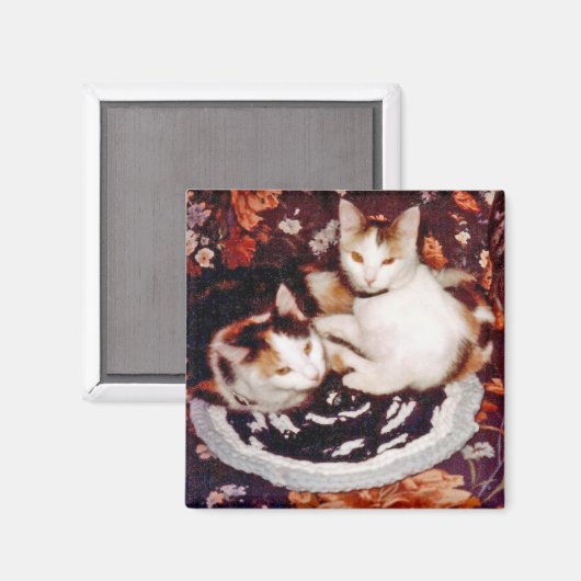 Cats Magnet (Vorderseite/Rückseite)