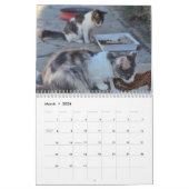 Cats of Cyprus 2026 B by PaphosLife Calendar Kalender (Mär 2026)