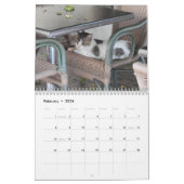 Cats of Cyprus 2026 B by PaphosLife Calendar Kalender (Feb 2026)