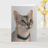 Cat's Snarky Apology Birthday Karte (Gelbe Blume)