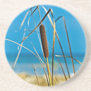 Cattail auf einem sonnigen Untersetzer
