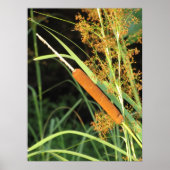 Cattail bei Sunset Poster (Vorne)