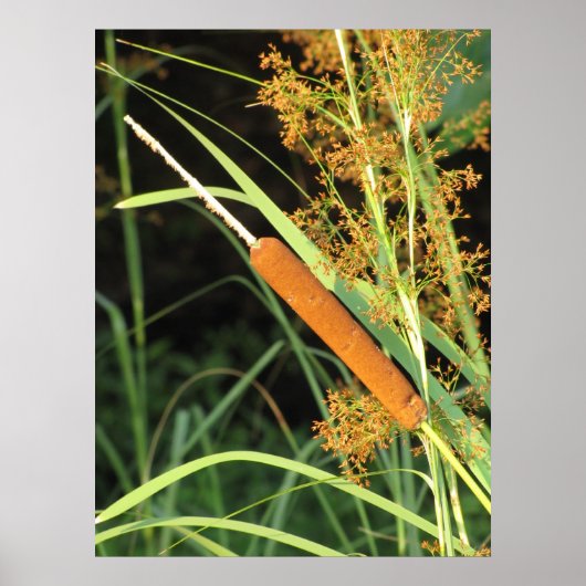 Cattail bei Sunset Poster (Vorne)