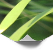 Cattail bei Sunset Poster (Ecke)