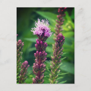 Cattail Gayfeather Blume. Glänzende Poster Feiertagspostkarte