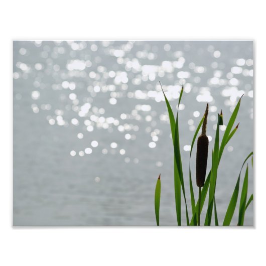 Cattail in Front of Lake Fotodruck (Vorne)