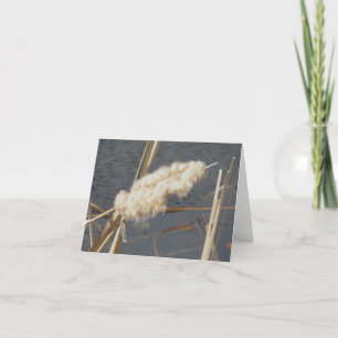 Cattail in März Note Card Feiertagskarte