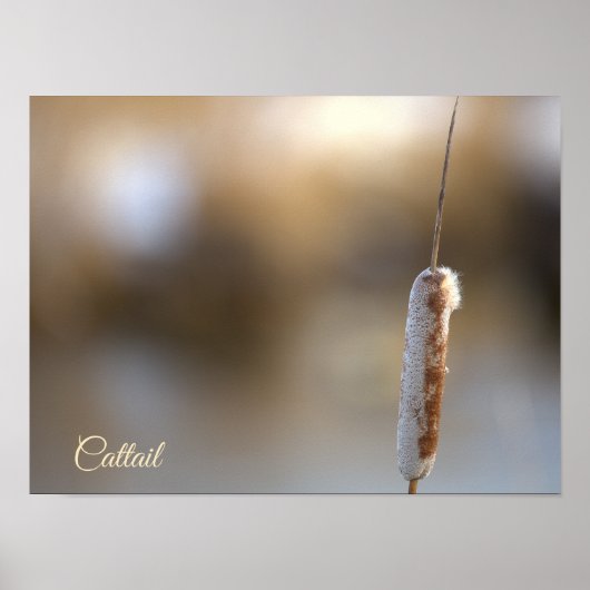 Cattail Plant Photo Poster (Vorne)