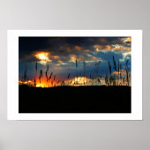 CatTail Sunrise Poster (Vorne)