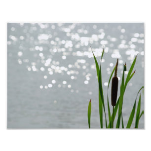 Cattail vor See Fotodruck