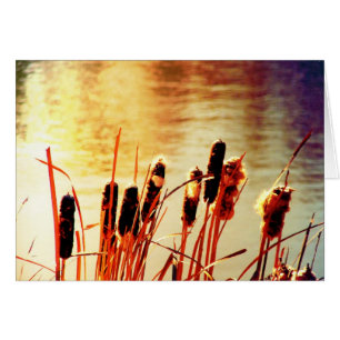 Cattails