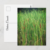 Cattails in Ontario, Kanada Postkarte (Vorne/Hinten)
