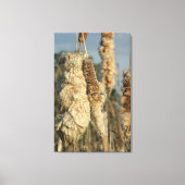 Cattails Leinwand (Vorderseite)