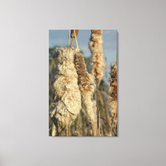 Cattails Leinwand (Vorderseite)
