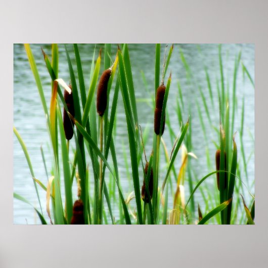 Cattails Poster (Vorne)