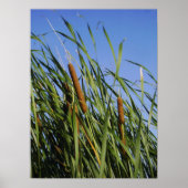 Cattails Poster (Vorne)