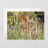 Cattails Postkarte (Vorne/Hinten)