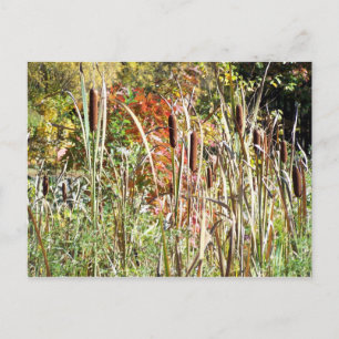 Cattails Postkarte