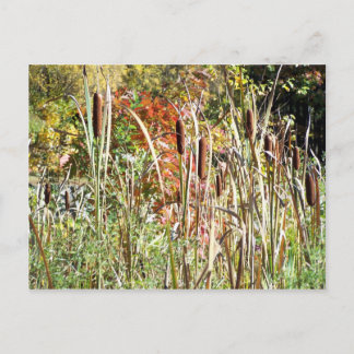 Cattails Postkarte