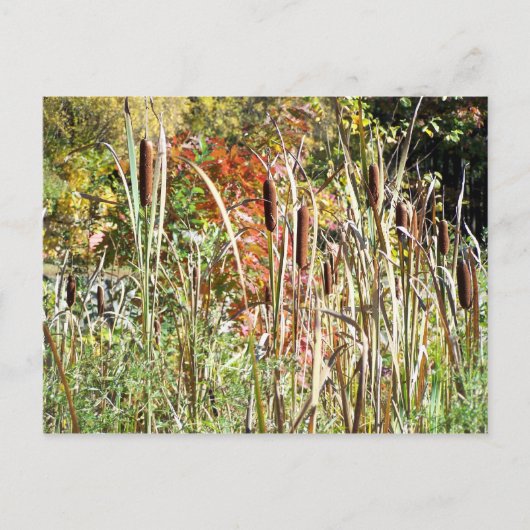 Cattails Postkarte (Vorderseite)